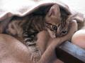 petit chat