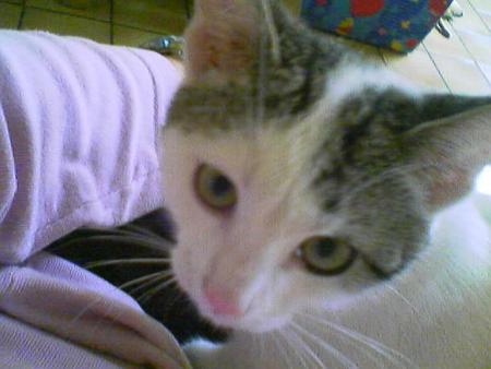 le chat