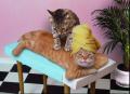 le chat  botte