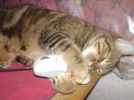 la souris